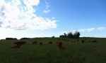 Cows on Grass, July 8,&nbsp;2011