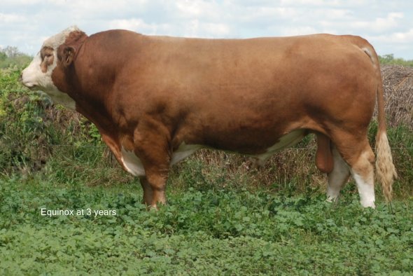 Sire: Dora Lee's Equinox