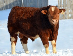 Son - APLX Samson, pictured at 10 months.