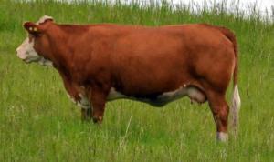 Grand-Dam: Applecross Eva - June 23, 2012