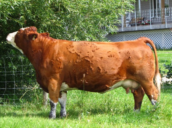 Maternal Great Grand Dam: Dora Lee Christina