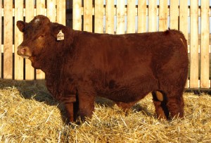 Maternal Brother: APLX Santana 11Y - pictured at 7 months. Now working for Vaughn Gibbons