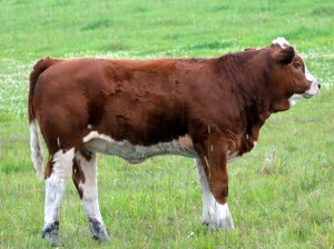 APLX Charlotte 23A - heifer calf by Samson
