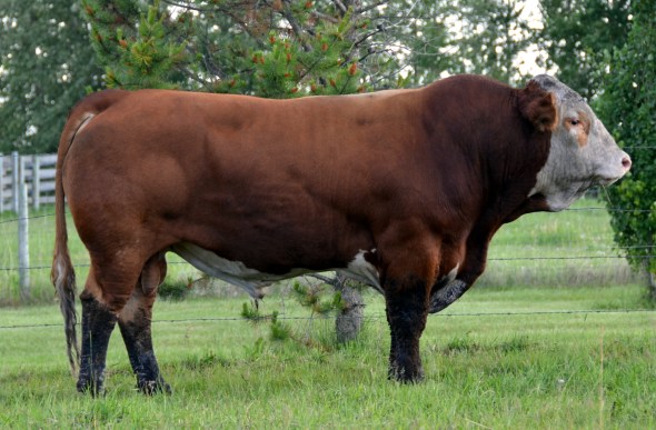 APLX Escalade 9Y - pictured in pasture condition, June 24, 2013