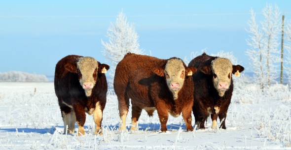 Our three, 2013 herd bull prospects - from left -  Ajax, Edge and Axel.