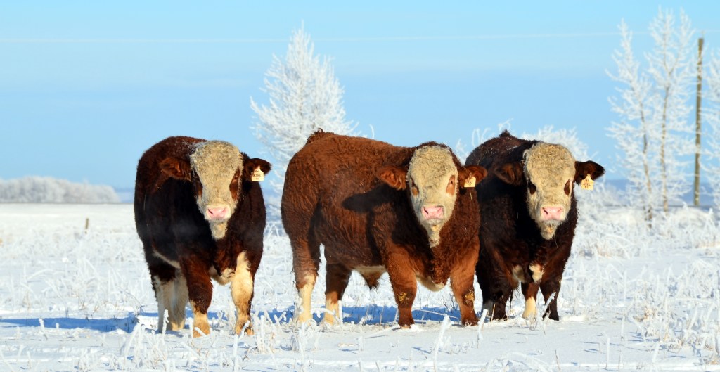 Our three, 2013 herd bull prospects - from left -  Ajax, Edge and Axel.