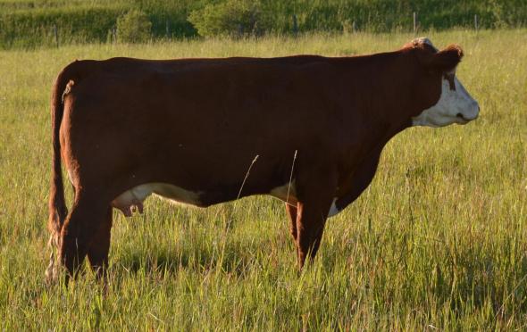 Dora Lee's Gretchen - July 4, 2012