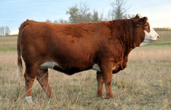 Applecross Janelle - one of the top bred heifers we have retained. 