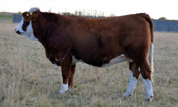 Applecross Taylor - pictured as a bred heifer