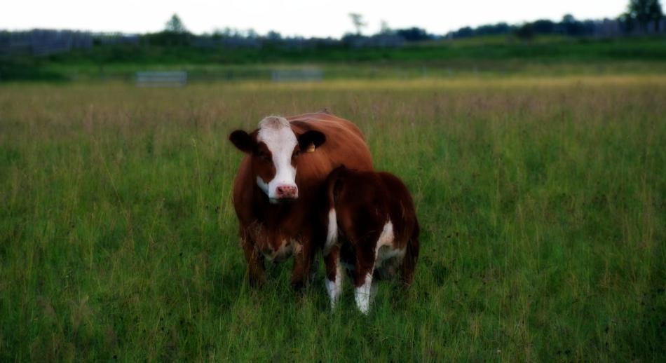 Applecross Catrina with calf Carly at side