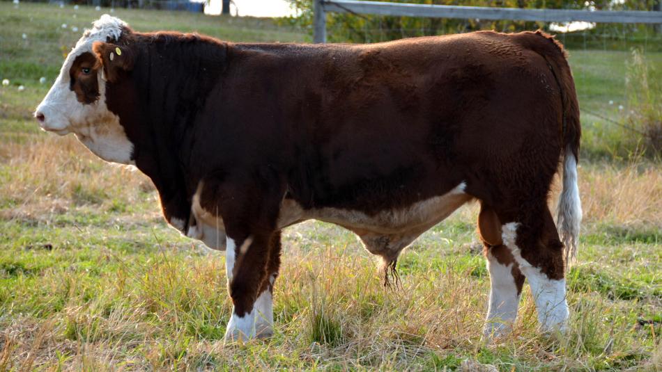 (The other side of) APLX Ajax as a calf - Sept 23, 2012