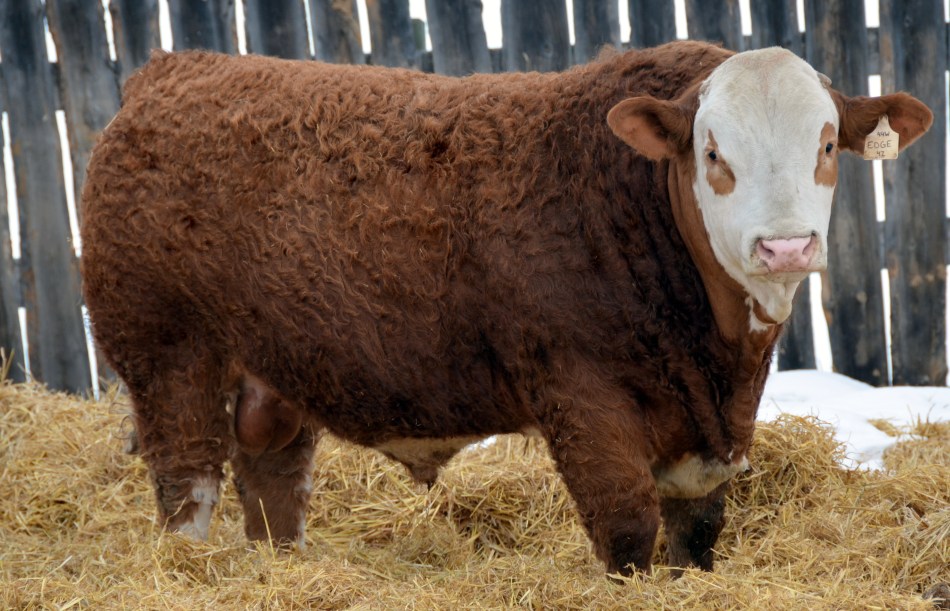 An Alternate view of Edge that showcases his hip shape, and how the meat carries down his leg.