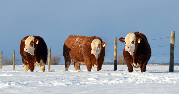 Our 2013 Red Deer Simmental Bull Sale Entries - From Left: Ajax, Edge and Axel