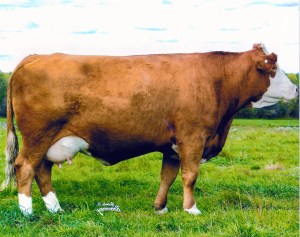 JD CDN Amethyst - maternal grand dam of Ajax