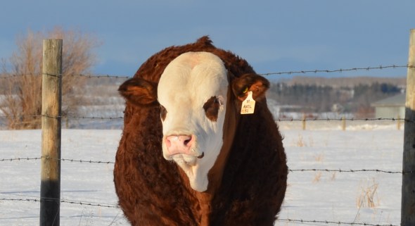 APLX Axel 5Z - High Selling bull at the 2013 Red Deer Simmental Bull Sale