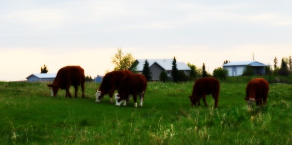 young cows on grass 