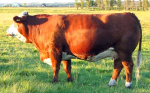 Dam:  Dora Lee Caitlin - pictured at 4 years.