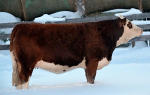 Applecross Mariah - 3/4 sister to Elway.  Selected by Berwest Farms in the 2013 Fleckvieh Equation Sale.