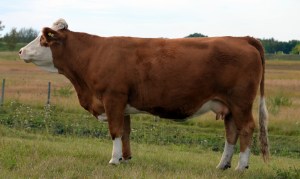 Dam: Delta Rho Miss Marnie.  Pictured hard at work this summer.