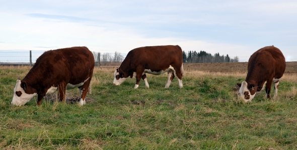 Our Three Sale Heifers - From Left: Mariah, Iris and Cassie