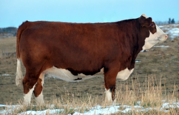 Applecross Iris - Our High Seller is headed to James Creek Simmentals in North Dakota