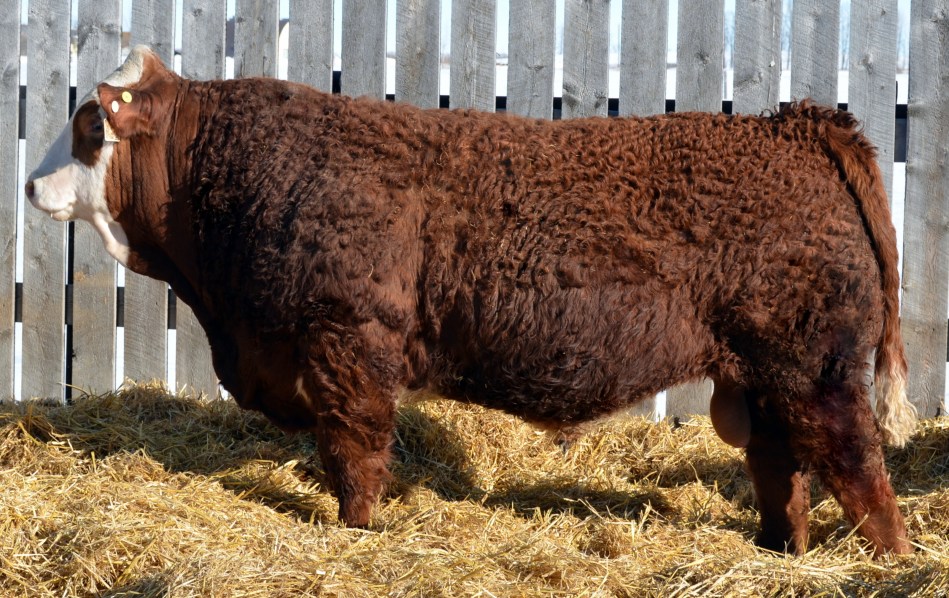 Maternal Brother - APLX Bradshaw 20A - now working at Bar None