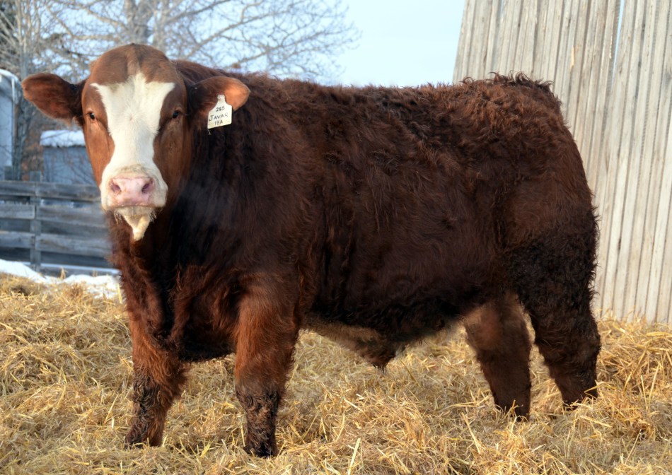 Maternal Brother - APLX Javar 18A - working at Diamond T / Troy Cerny