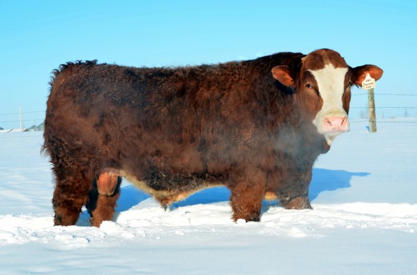 An alternative angle of Javar