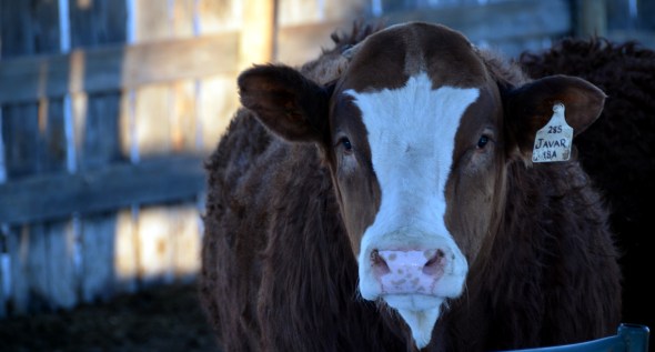 Javar - one of our three bulls on offer in Red Deer