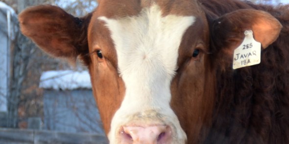 APLX Javar 18A - our high selling bull - selected by Troy Cerny / Diamond T Simmentals