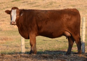 Dam: Applecross Ruby (pictured as a 3 yr old)