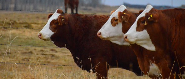 Three of our sale heifers - Rhianna, Whitney and Emma