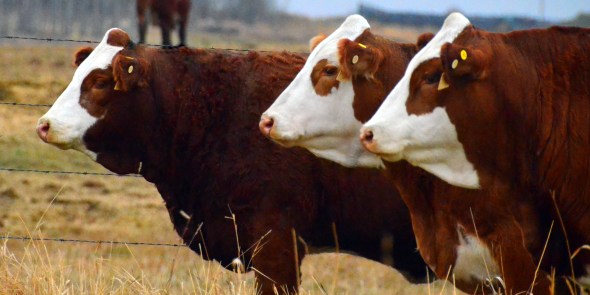 3 of our sale bred heifers - Rhianna, Whitney and Emma