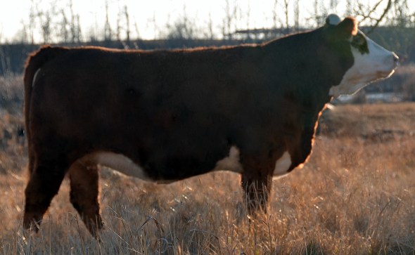 Applecross Glory 15A