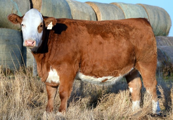 Maternal Sister: Applecross Whitney 4A, selected by O Double E at 2014 Equation Sale