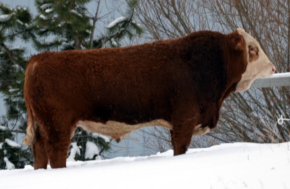 A full side view of Encore; showcasing his length.