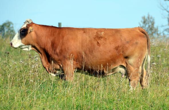 HEMR Tasha - maternal great grand-dam - pictured in 2012