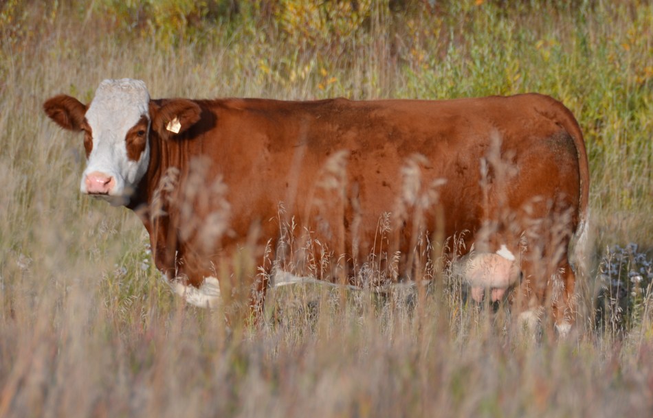 Paternal Grand Dam: Applecross Diva 5U