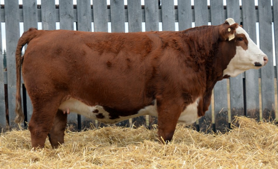 Applecross Emerald -1126423-