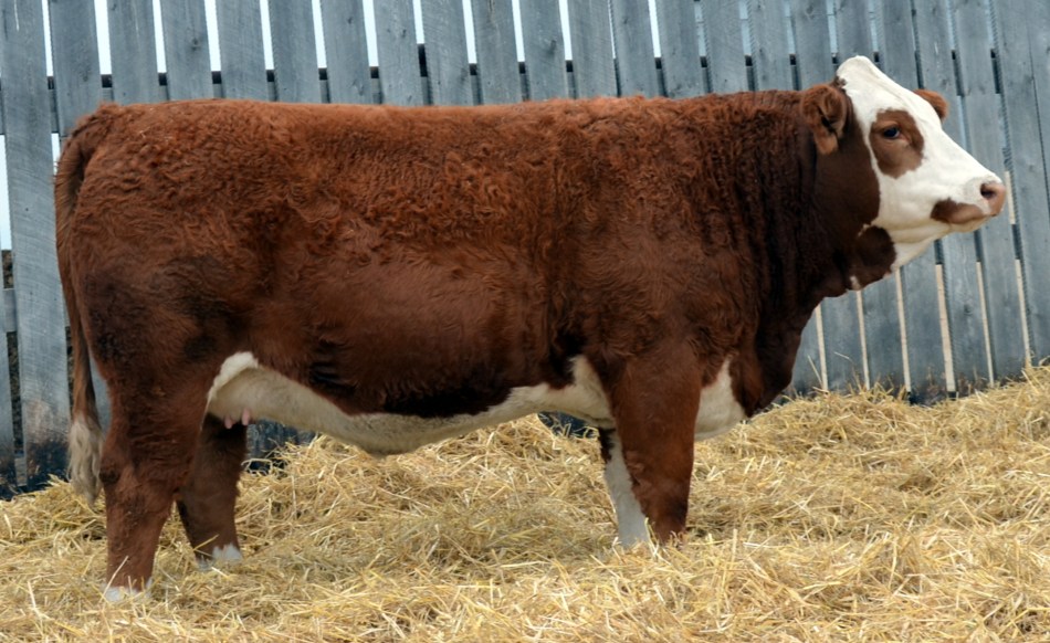 Applecross Pearl -1126431-