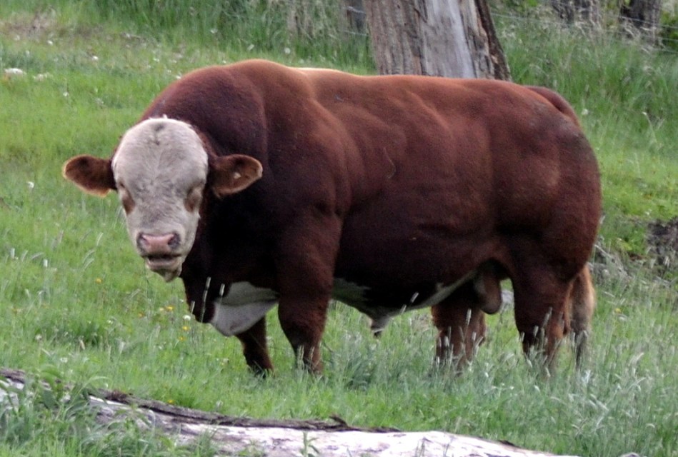 Sire: APLX Escalade 9Y