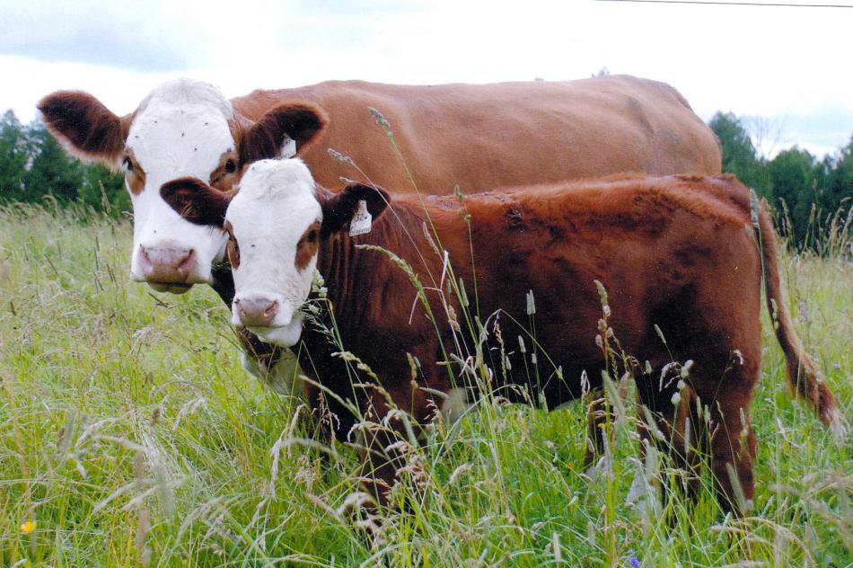 Dam : Dora Lee Gretchen (as a calf), with maternal Grand Dam Geneveve in the background