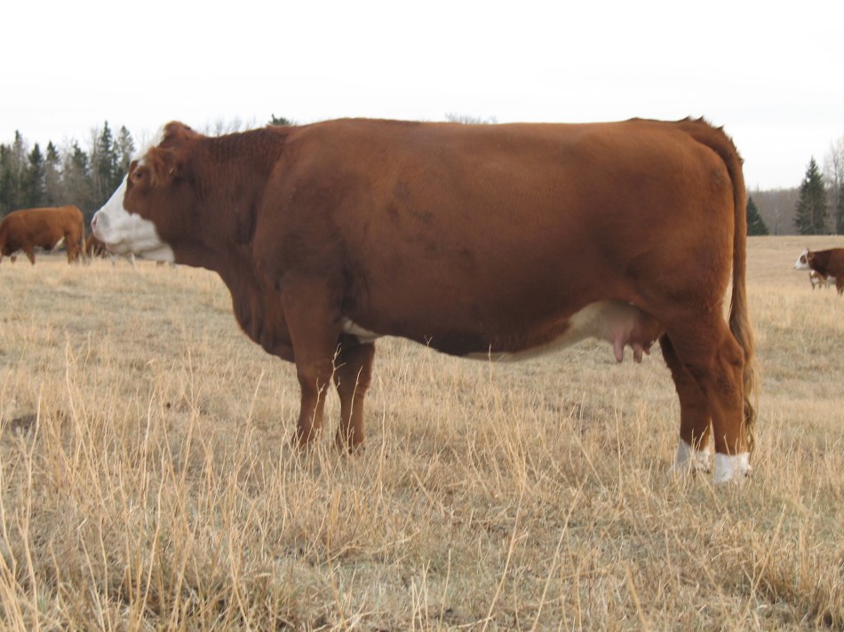 Maternal Grand Dam: OSF Miss Panda