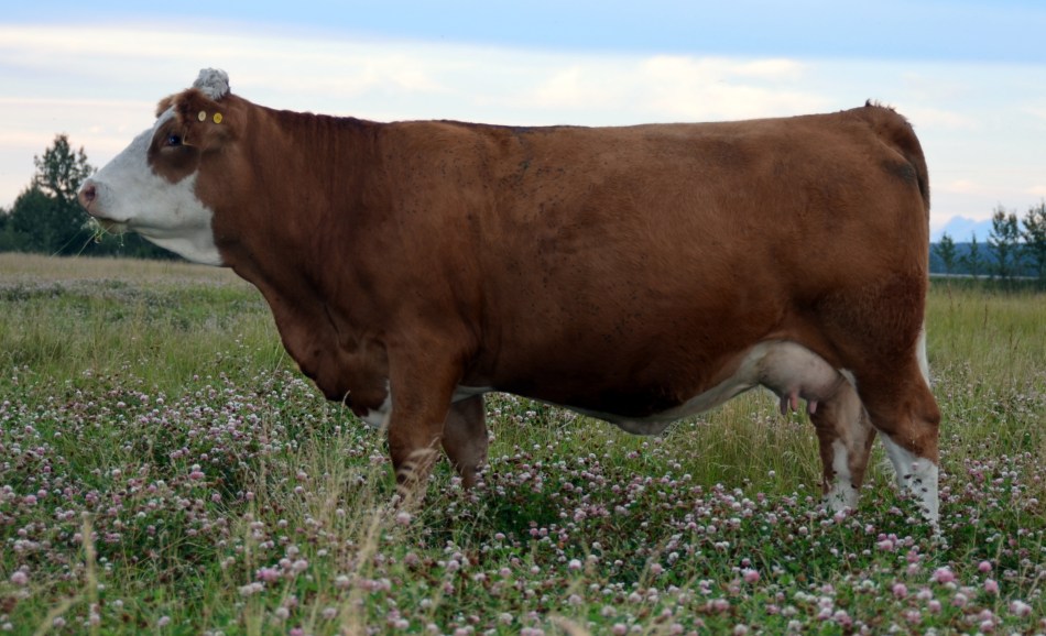 Maternal Sister - Applecross Paula 