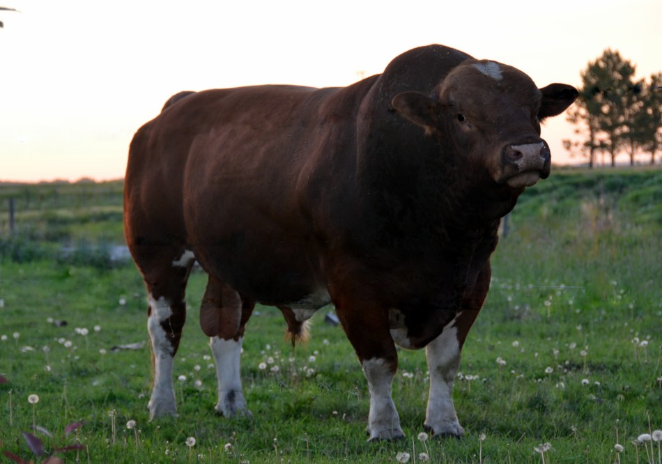 Sire: APLX Samson 10Y