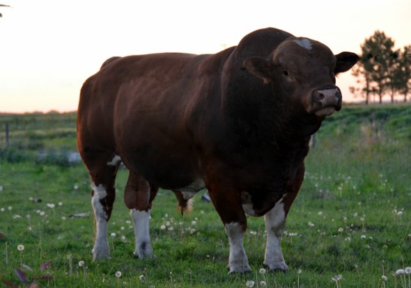 Samson - June 7, 2015