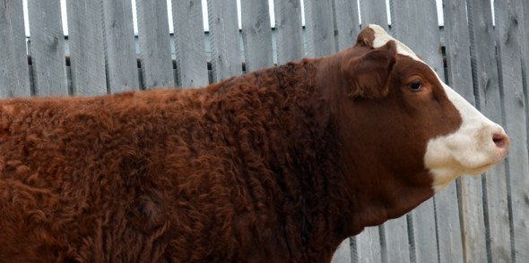 Applecross Candice - Our High-Selling Female, selected by Sunville Simmentals, McCreary MB.