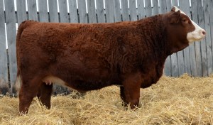 Maternal Sister - Applecross Candice - Our high selling female at the 2015 Fleckvieh Equation Sale. Selected by Sunrise Simmentals