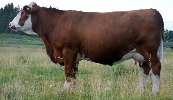 Maternal Sister - Applecross Taylor