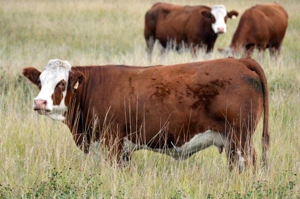 Dam: Applecross Cassie